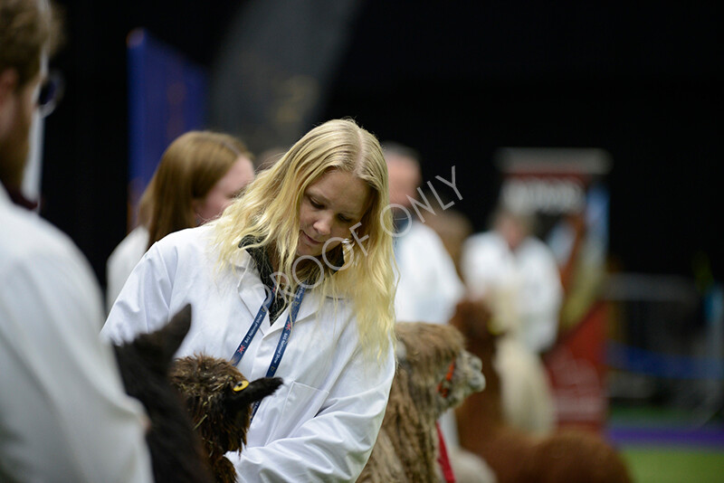 IWM5855 
 BAS National Show 2024 
 Keywords: British Alpaca Society, National Show, 2024, Champion of Champions Fleece Show, Alpaca, Suri, Huacaya