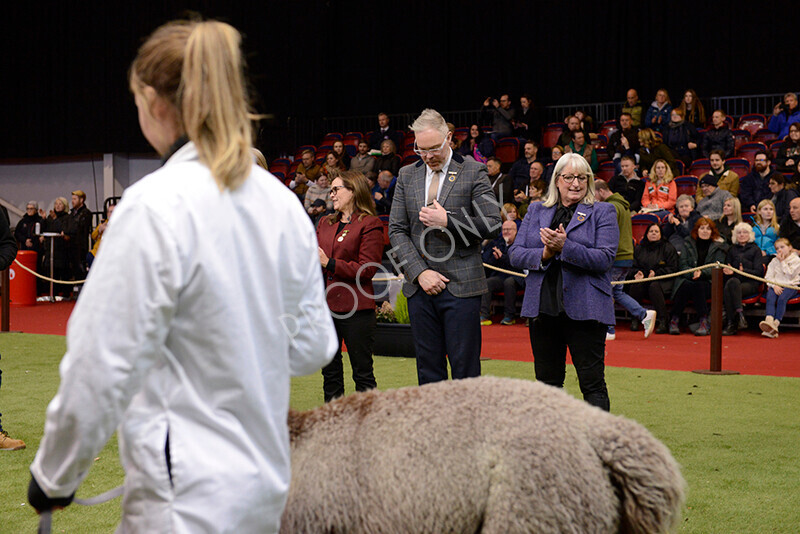 IWM0217 
 Photography of BAS National Show 2023 
 Keywords: Surrey Photographer, Alpacas, Suri, Huacaya, 2023, BAS, British Alpaca Society, Alpaca, Suri, Huacaya, Fleece Judging, Halter Show