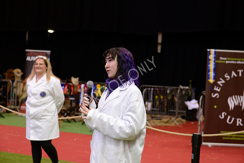 IWM0034 
 Photography of BAS National Show 2023 
 Keywords: Surrey Photographer, Alpacas, Suri, Huacaya, 2023, BAS, British Alpaca Society, Alpaca, Suri, Huacaya, Fleece Judging, Halter Show