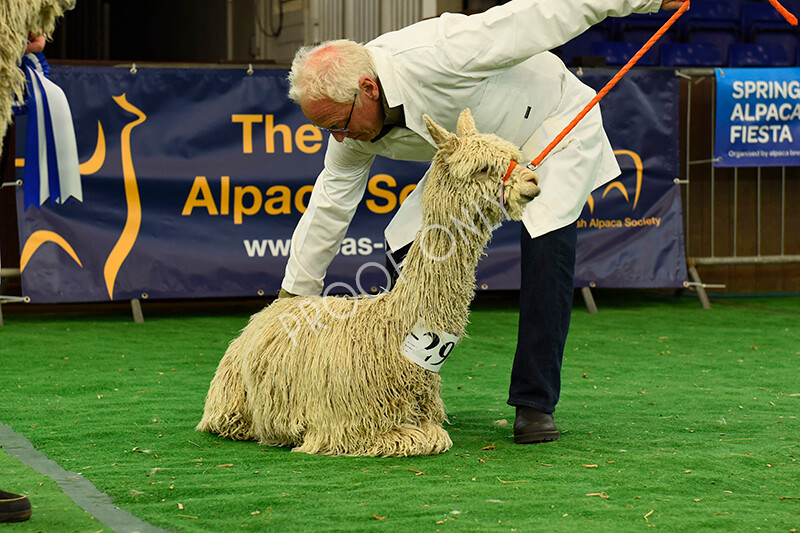 IWP8161 
 HoEAG Spring Fiesta 2022 
 Keywords: Surrey Photographer, Alpacas, Suri, Huacaya, HoEAG, Spring Fiesta, 2022, Heart of England Alpaca Group