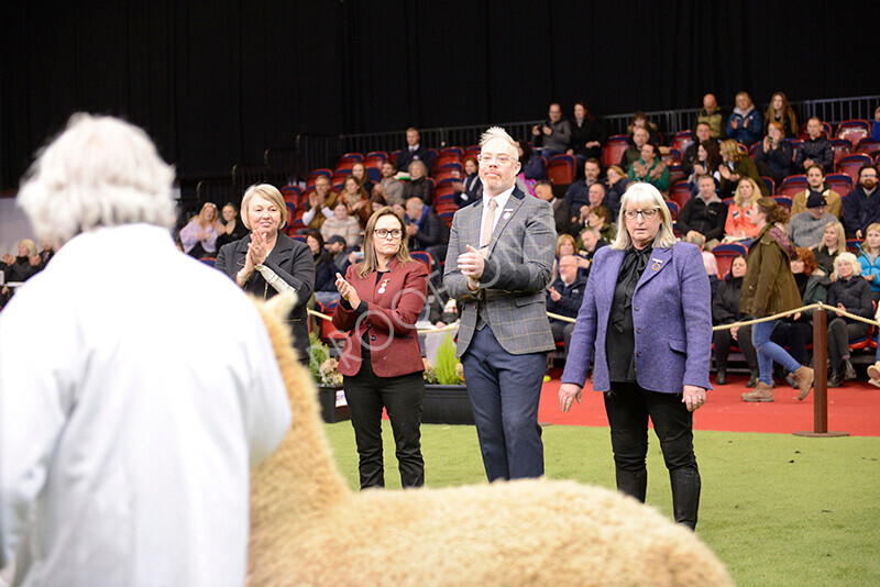 IWM0214 
 Photography of BAS National Show 2023 
 Keywords: Surrey Photographer, Alpacas, Suri, Huacaya, 2023, BAS, British Alpaca Society, Alpaca, Suri, Huacaya, Fleece Judging, Halter Show