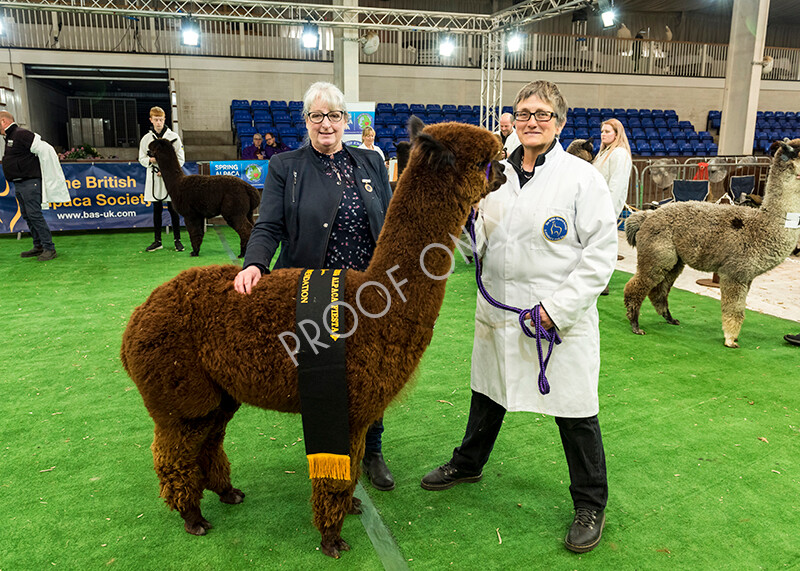 IWP8458 
 HoEAG Spring Fiesta 2022 
 Keywords: Surrey Photographer, Alpacas, Suri, Huacaya, HoEAG, Spring Fiesta, 2022, Heart of England Alpaca Group