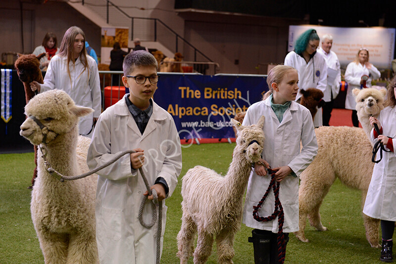 IWM0005 
 Photography of BAS National Show 2023 
 Keywords: Surrey Photographer, Alpacas, Suri, Huacaya, 2023, BAS, British Alpaca Society, Alpaca, Suri, Huacaya, Fleece Judging, Halter Show