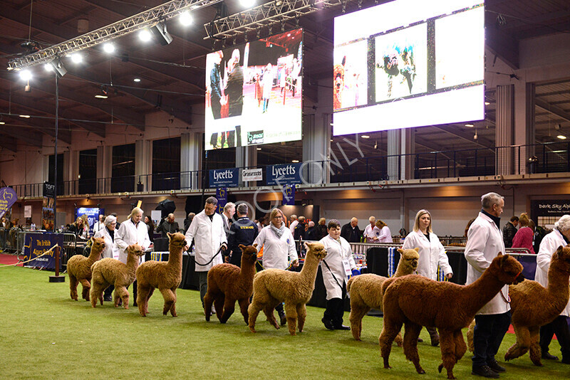 IWM9641 
 Photography of BAS National Show 2023 
 Keywords: Surrey Photographer, Alpacas, Suri, Huacaya, 2023, BAS, British Alpaca Society, Alpaca, Suri, Huacaya, Fleece Judging, Halter Show