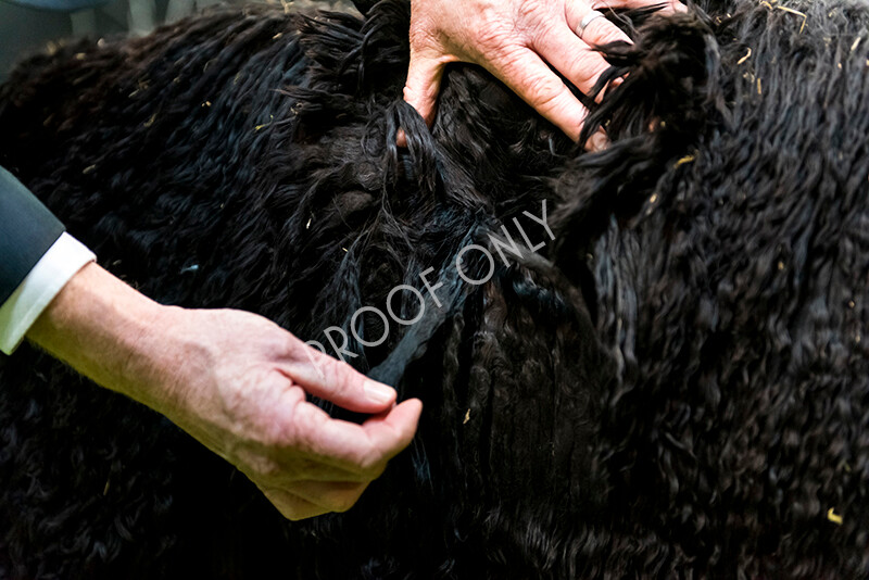 IWM5865 
 BAS National Show 2022 
 Keywords: Surrey Photographer, Alpacas, Suri, Huacaya, BAS National Show 2022, BAS' British Alpaca Society