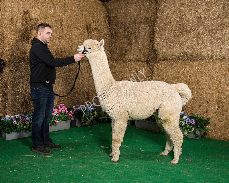 IWM7519 
 HoEAG Spring Fiesta 2022 
 Keywords: Surrey Photographer, Alpacas, Suri, Huacaya, HoEAG, Spring Fiesta, 2022, Heart of England Alpaca Group