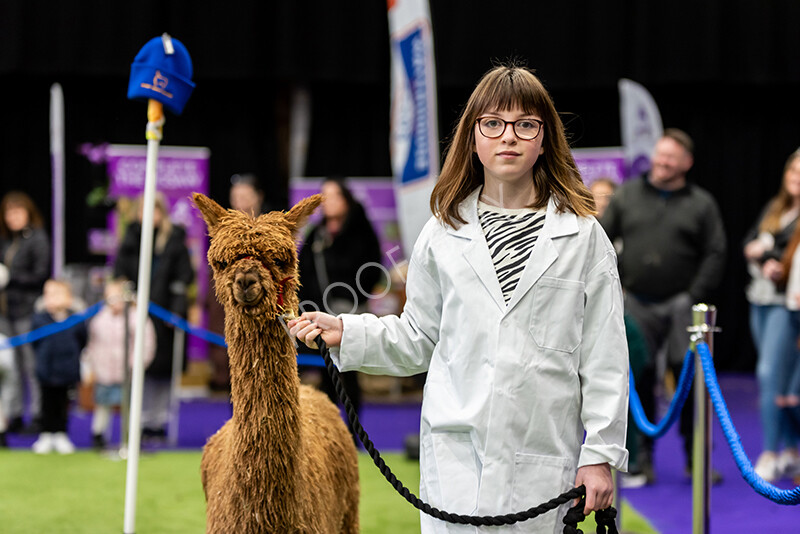 IWP0804 
 BAS National Show 2024 
 Keywords: British Alpaca Society, National Show, 2024, Champion of Champions Fleece Show, Alpaca, Suri, Huacaya