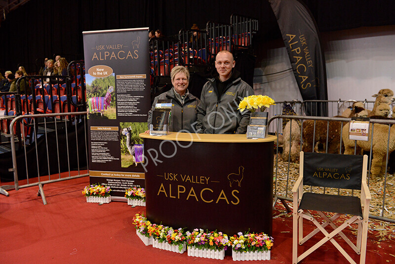 IWM9688 
 Photography of BAS National Show 2023 
 Keywords: Surrey Photographer, Alpacas, Suri, Huacaya, 2023, BAS, British Alpaca Society, Alpaca, Suri, Huacaya, Fleece Judging, Halter Show