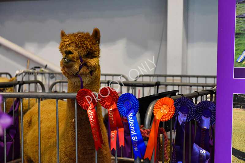 IWM5458 
 BAS National Show 2022 
 Keywords: Surrey Photographer, Alpacas, Suri, Huacaya, BAS National Show 2022, BAS' British Alpaca Society