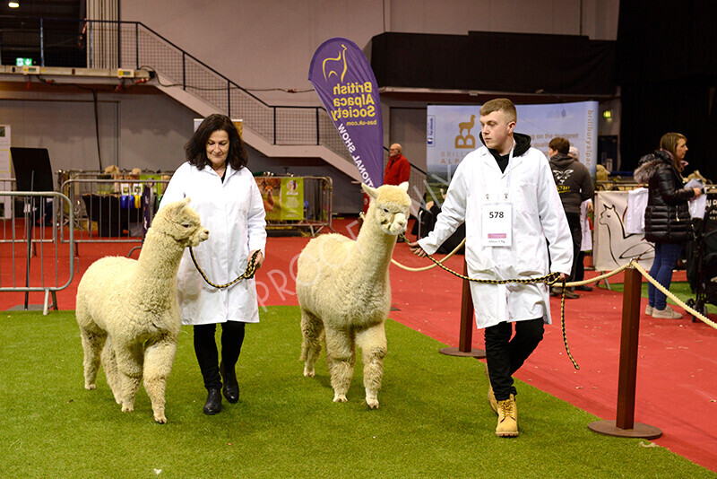 IWM9653 
 Photography of BAS National Show 2023 
 Keywords: Surrey Photographer, Alpacas, Suri, Huacaya, 2023, BAS, British Alpaca Society, Alpaca, Suri, Huacaya, Fleece Judging, Halter Show