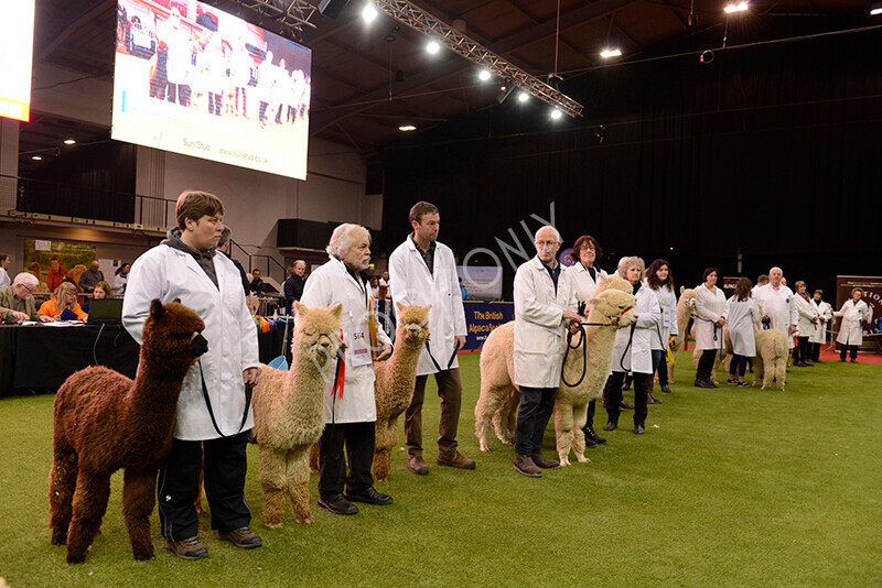 IWM9593 
 Photography of BAS National Show 2023 
 Keywords: Surrey Photographer, Alpacas, Suri, Huacaya, 2023, BAS, British Alpaca Society, Alpaca, Suri, Huacaya, Fleece Judging, Halter Show