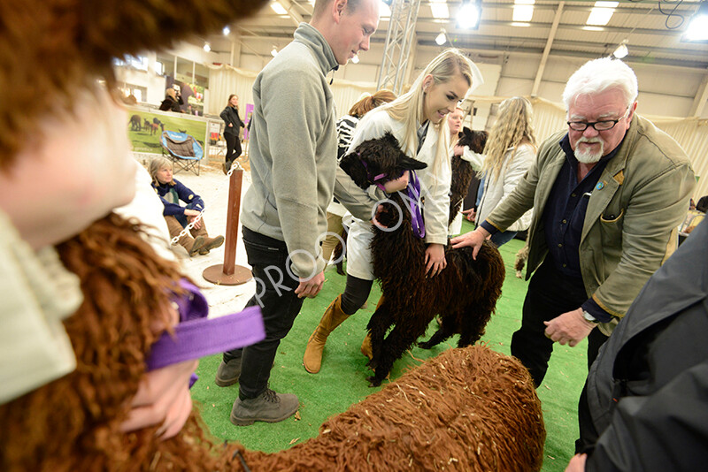 IWM7363 
 HoEAG Spring Fiesta 2022 
 Keywords: Surrey Photographer, Alpacas, Suri, Huacaya, HoEAG, Spring Fiesta, 2022, Heart of England Alpaca Group