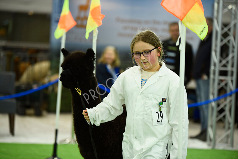 IWP3960 
 HOEAG Spring Fiesta 2024 
 Keywords: Heart of England Alpaca Group, Spring Fiesta 2024, Alpaca Show, Fleece Show Alpaca, Suri, Huacaya