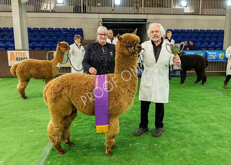 IWP8493 
 HoEAG Spring Fiesta 2022 
 Keywords: Surrey Photographer, Alpacas, Suri, Huacaya, HoEAG, Spring Fiesta, 2022, Heart of England Alpaca Group