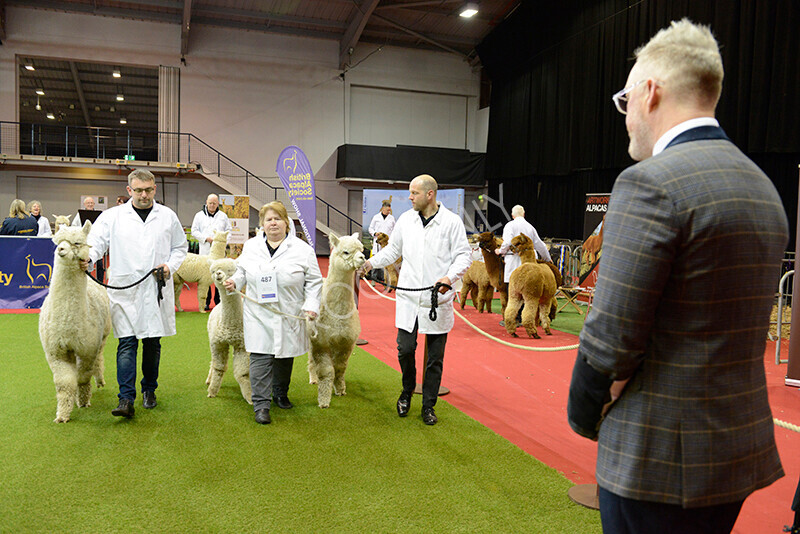 IWM9470 
 Photography of BAS National Show 2023 
 Keywords: Surrey Photographer, Alpacas, Suri, Huacaya, 2023, BAS, British Alpaca Society, Alpaca, Suri, Huacaya, Fleece Judging, Halter Show