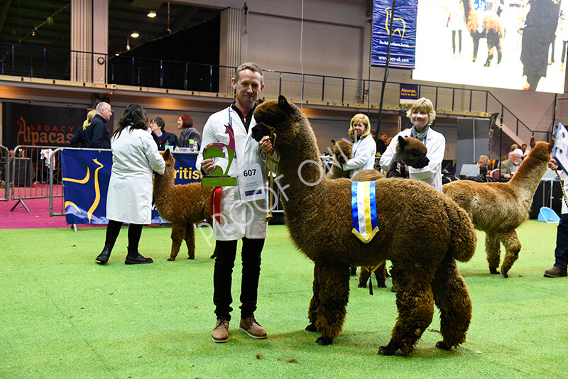 IWM5674 
 BAS National Show 2022 
 Keywords: Surrey Photographer, Alpacas, Suri, Huacaya, BAS National Show 2022, BAS' British Alpaca Society