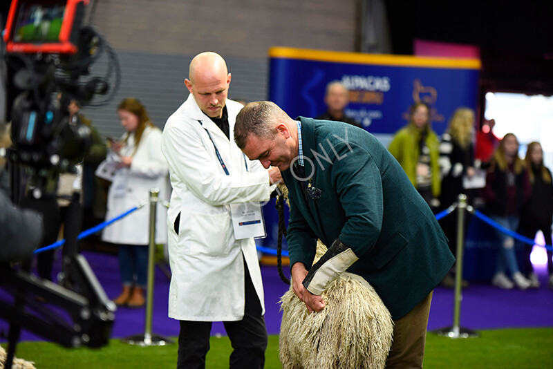 IWP9979 
 BAS National Show 2024 
 Keywords: British Alpaca Society, National Show, 2024, Champion of Champions Fleece Show, Alpaca, Suri, Huacaya