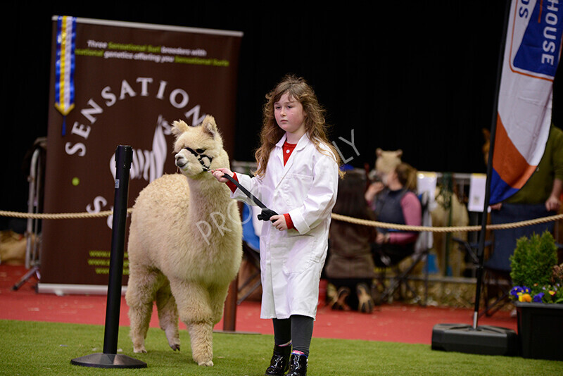 IWM9936 
 Photography of BAS National Show 2023 
 Keywords: Surrey Photographer, Alpacas, Suri, Huacaya, 2023, BAS, British Alpaca Society, Alpaca, Suri, Huacaya, Fleece Judging, Halter Show