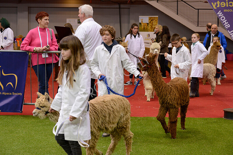 IWM9989 
 Photography of BAS National Show 2023 
 Keywords: Surrey Photographer, Alpacas, Suri, Huacaya, 2023, BAS, British Alpaca Society, Alpaca, Suri, Huacaya, Fleece Judging, Halter Show