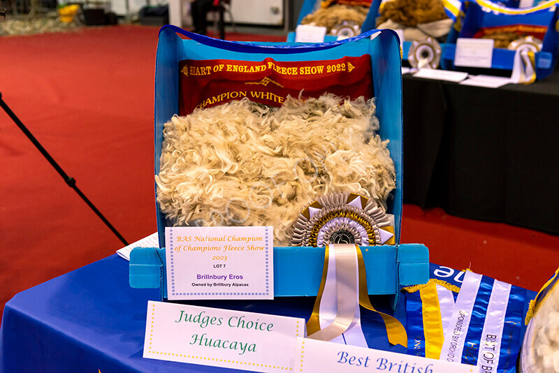 IWM8491 
 Photography of BAS National Show 2023 
 Keywords: Surrey Photographer, Alpacas, Suri, Huacaya, 2023, BAS, British Alpaca Society, Alpaca, Suri, Huacaya, Fleece Judging, Halter Show