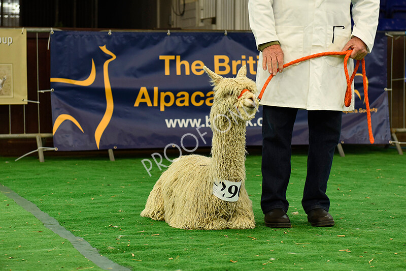 IWP8159 
 HoEAG Spring Fiesta 2022 
 Keywords: Surrey Photographer, Alpacas, Suri, Huacaya, HoEAG, Spring Fiesta, 2022, Heart of England Alpaca Group