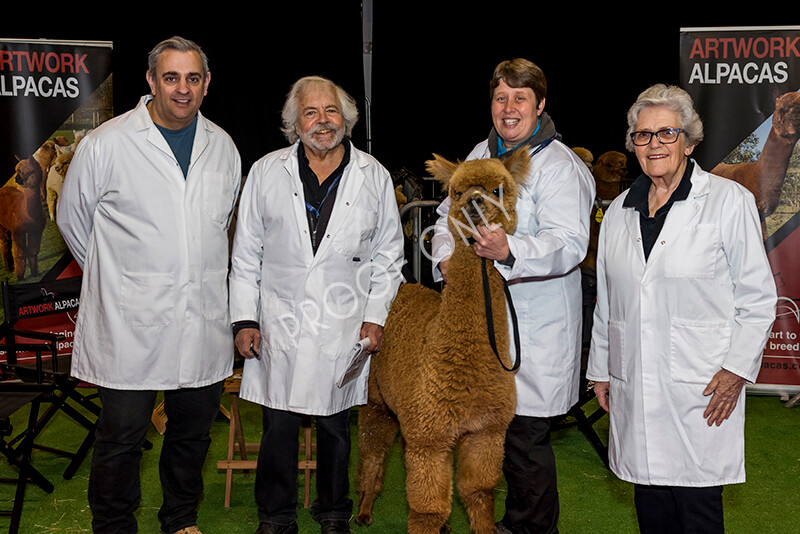 IWM4904 
 BAS National Show 2022 
 Keywords: Surrey Photographer, Alpacas, Suri, Huacaya, BAS National Show 2022, BAS' British Alpaca Society