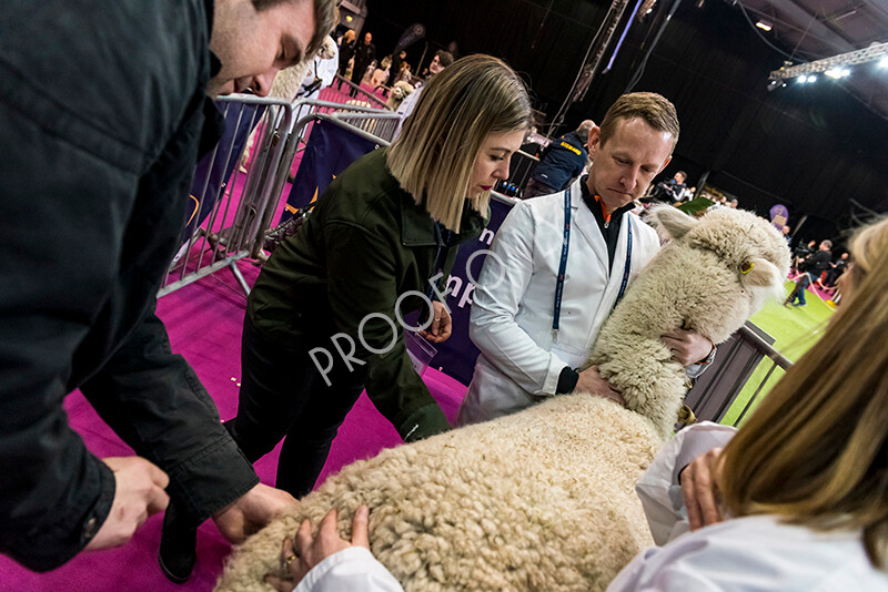 IWM4837 
 BAS National Show 2022 
 Keywords: Surrey Photographer, Alpacas, Suri, Huacaya, BAS National Show 2022, BAS' British Alpaca Society