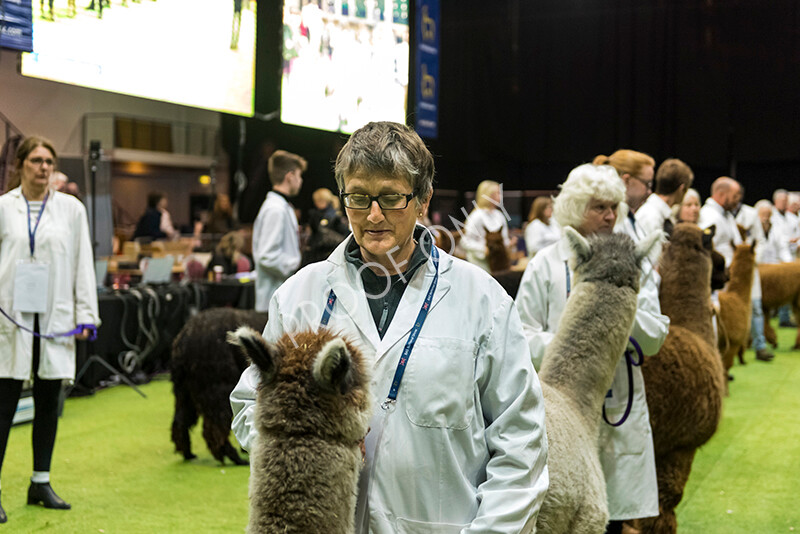 IWM5968 
 BAS National Show 2022 
 Keywords: Surrey Photographer, Alpacas, Suri, Huacaya, BAS National Show 2022, BAS' British Alpaca Society