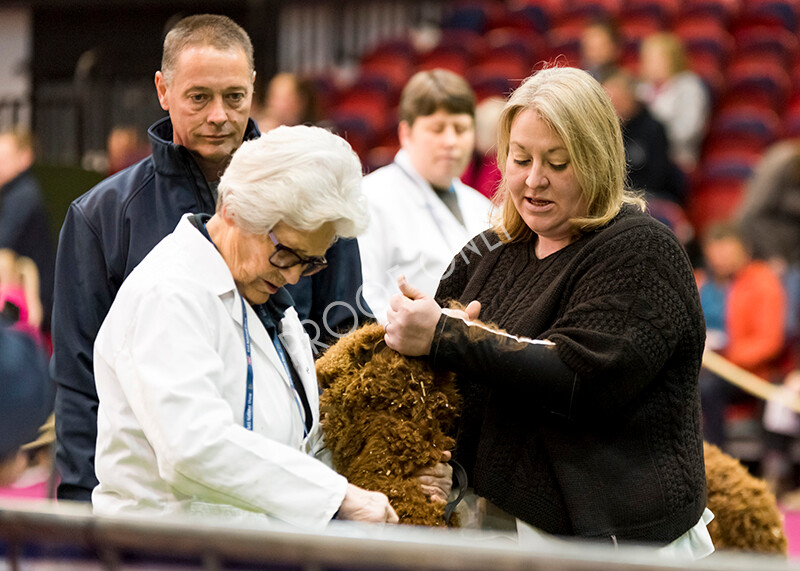 IWM5344 
 BAS National Show 2022 
 Keywords: Surrey Photographer, Alpacas, Suri, Huacaya, BAS National Show 2022, BAS' British Alpaca Society