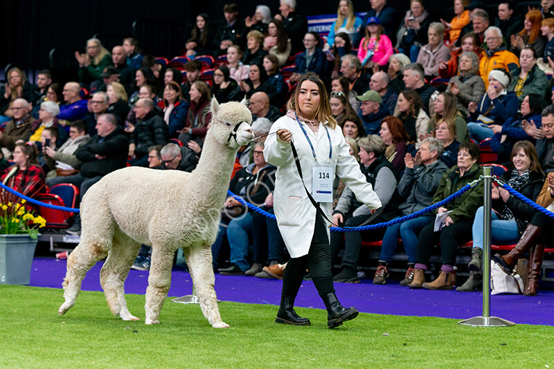 IWM5888 
 BAS National Show 2024 
 Keywords: British Alpaca Society, National Show, 2024, Champion of Champions Fleece Show, Alpaca, Suri, Huacaya