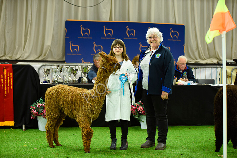 IWP3997 
 HOEAG Spring Fiesta 2024 
 Keywords: Heart of England Alpaca Group, Spring Fiesta 2024, Alpaca Show, Fleece Show Alpaca, Suri, Huacaya