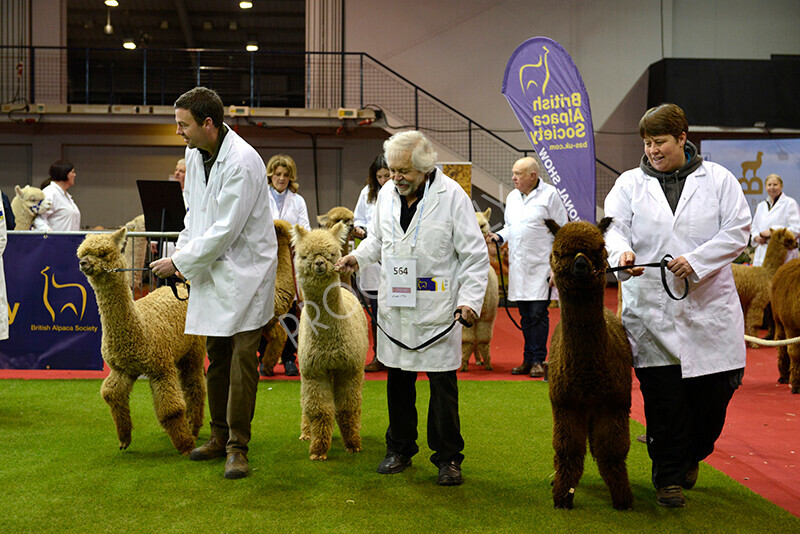 IWM9485 
 Photography of BAS National Show 2023 
 Keywords: Surrey Photographer, Alpacas, Suri, Huacaya, 2023, BAS, British Alpaca Society, Alpaca, Suri, Huacaya, Fleece Judging, Halter Show