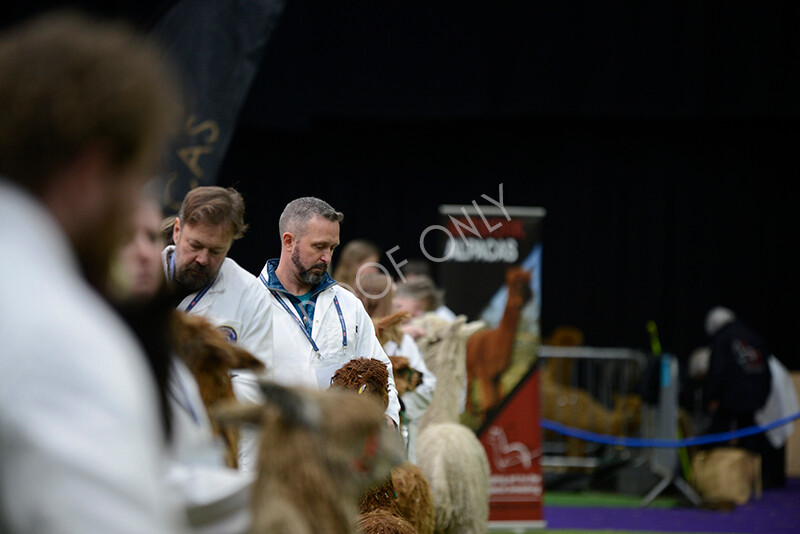 IWM5853 
 BAS National Show 2024 
 Keywords: British Alpaca Society, National Show, 2024, Champion of Champions Fleece Show, Alpaca, Suri, Huacaya