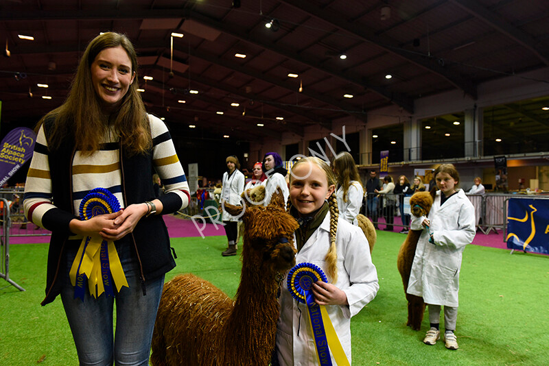 IWM5729 
 BAS National Show 2022 
 Keywords: Surrey Photographer, Alpacas, Suri, Huacaya, BAS National Show 2022, BAS' British Alpaca Society