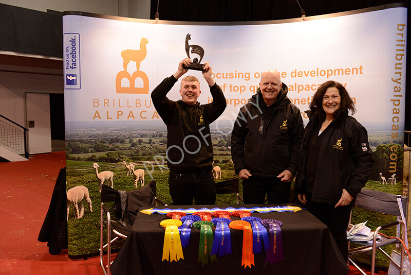 IWM9770 
 Photography of BAS National Show 2023 
 Keywords: Surrey Photographer, Alpacas, Suri, Huacaya, 2023, BAS, British Alpaca Society, Alpaca, Suri, Huacaya, Fleece Judging, Halter Show