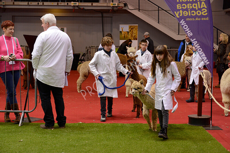 IWM9986 
 Photography of BAS National Show 2023 
 Keywords: Surrey Photographer, Alpacas, Suri, Huacaya, 2023, BAS, British Alpaca Society, Alpaca, Suri, Huacaya, Fleece Judging, Halter Show