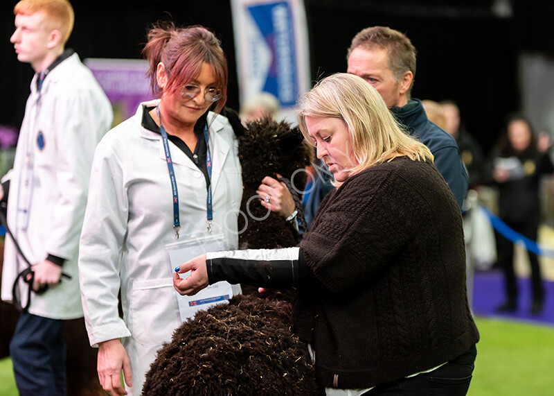 IWP9977 
 BAS National Show 2024 
 Keywords: British Alpaca Society, National Show, 2024, Champion of Champions Fleece Show, Alpaca, Suri, Huacaya