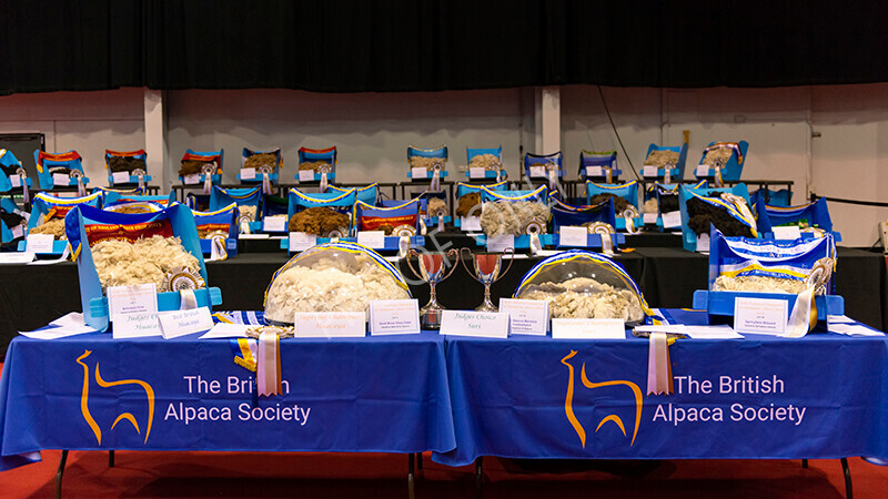 IWM9307 
 Photography of BAS National Show 2023 
 Keywords: Surrey Photographer, Alpacas, Suri, Huacaya, 2023, BAS, British Alpaca Society, Alpaca, Suri, Huacaya, Fleece Judging, Halter Show