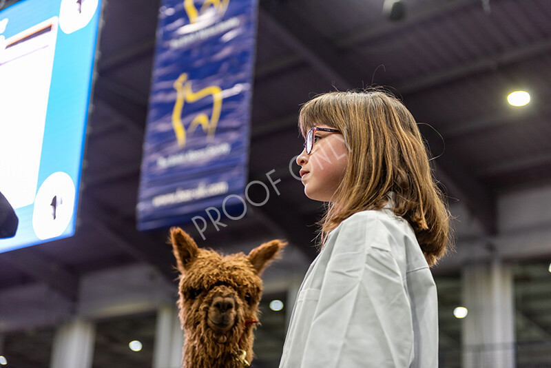 IWP0764 
 BAS National Show 2024 
 Keywords: British Alpaca Society, National Show, 2024, Champion of Champions Fleece Show, Alpaca, Suri, Huacaya