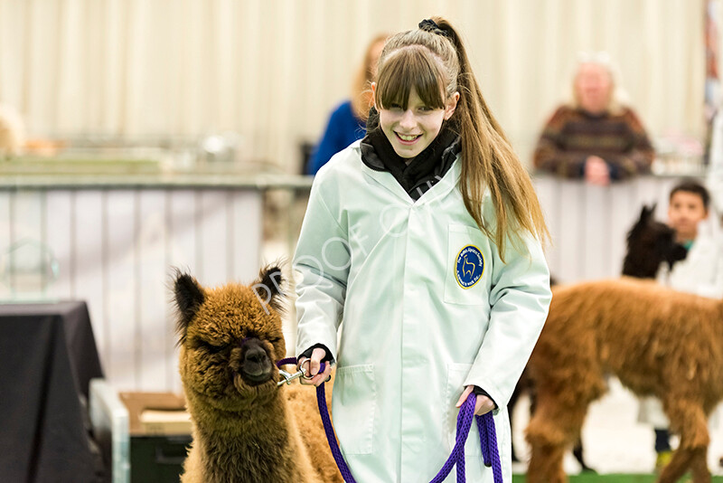 IWP7604 
 HoEAG Spring Fiesta 2022 
 Keywords: Surrey Photographer, Alpacas, Suri, Huacaya, HoEAG, Spring Fiesta, 2022, Heart of England Alpaca Group