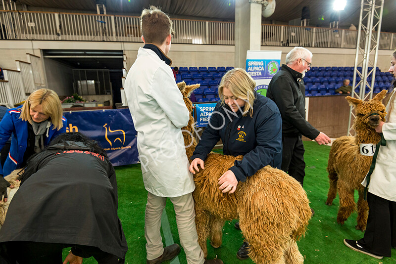 IWM7355 
 HoEAG Spring Fiesta 2022 
 Keywords: Surrey Photographer, Alpacas, Suri, Huacaya, HoEAG, Spring Fiesta, 2022, Heart of England Alpaca Group