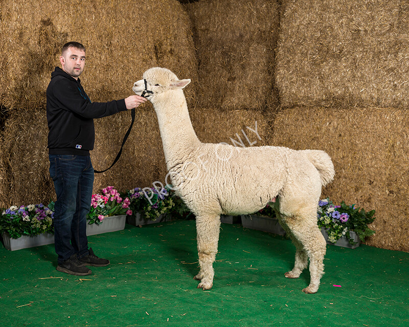 IWM7521 
 HoEAG Spring Fiesta 2022 
 Keywords: Surrey Photographer, Alpacas, Suri, Huacaya, HoEAG, Spring Fiesta, 2022, Heart of England Alpaca Group