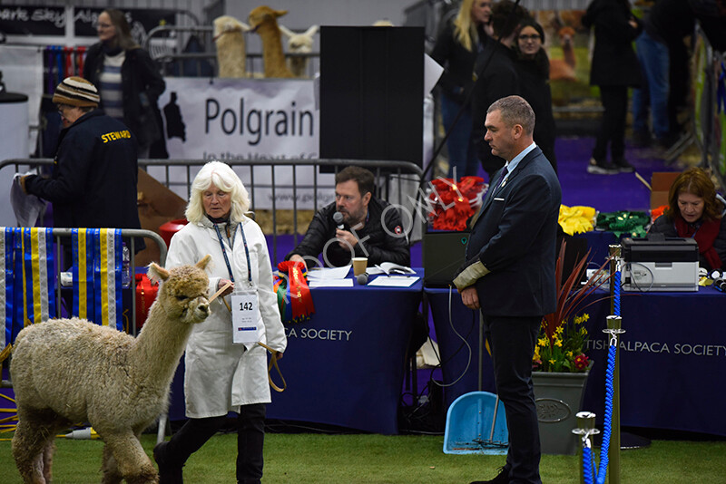 IWP0504 
 BAS National Show 2024 
 Keywords: British Alpaca Society, National Show, 2024, Champion of Champions Fleece Show, Alpaca, Suri, Huacaya