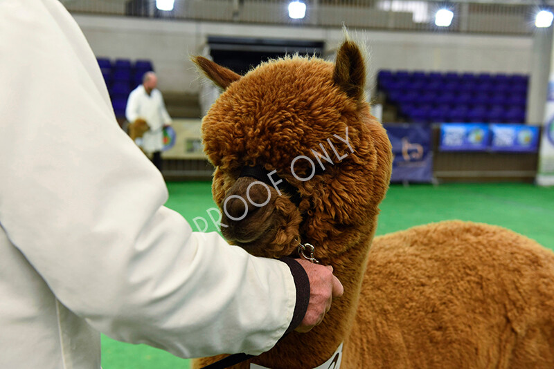 IWP8251 
 HoEAG Spring Fiesta 2022 
 Keywords: Surrey Photographer, Alpacas, Suri, Huacaya, HoEAG, Spring Fiesta, 2022, Heart of England Alpaca Group