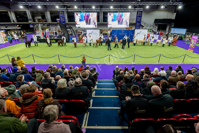 IWM5937 
 BAS National Show 2024 
 Keywords: British Alpaca Society, National Show, 2024, Champion of Champions Fleece Show, Alpaca, Suri, Huacaya