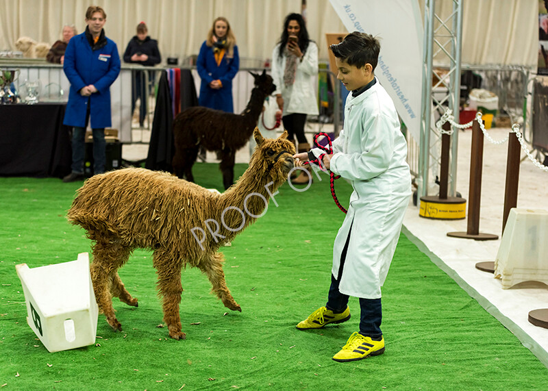 IWP7628 
 HoEAG Spring Fiesta 2022 
 Keywords: Surrey Photographer, Alpacas, Suri, Huacaya, HoEAG, Spring Fiesta, 2022, Heart of England Alpaca Group