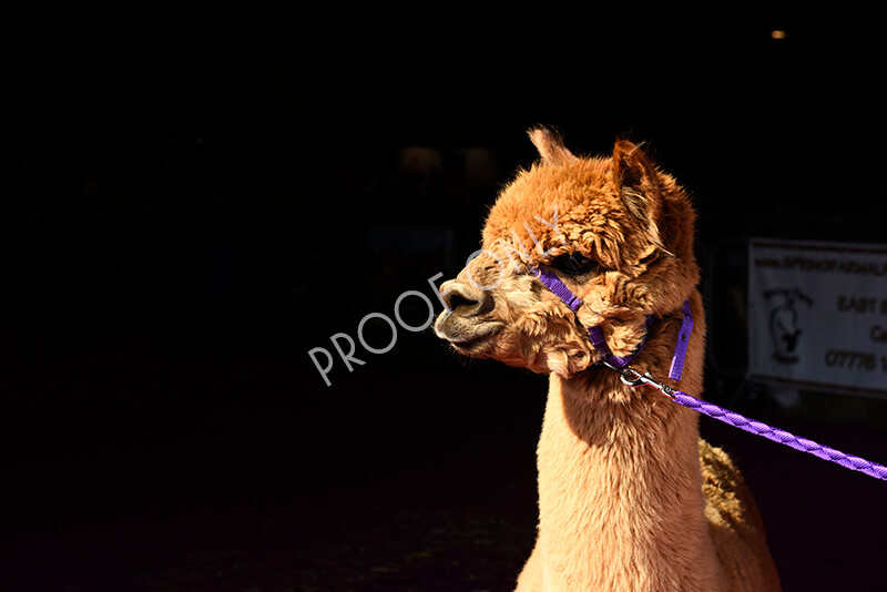 IWM5144 
 BAS National Show 2022 
 Keywords: Surrey Photographer, Alpacas, Suri, Huacaya, BAS National Show 2022, BAS' British Alpaca Society