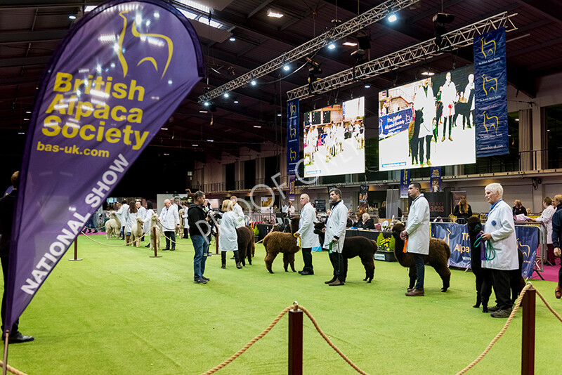 IWM4770 
 BAS National Show 2022 
 Keywords: Surrey Photographer, Alpacas, Suri, Huacaya, BAS National Show 2022, BAS' British Alpaca Society