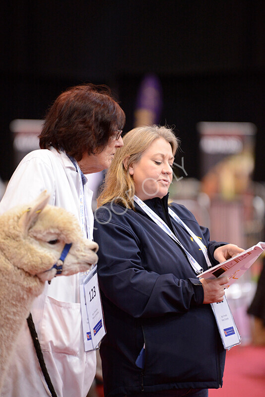 IWM8621 
 Photography of BAS National Show 2023 
 Keywords: Surrey Photographer, Alpacas, Suri, Huacaya, 2023, BAS, British Alpaca Society, Alpaca, Suri, Huacaya, Fleece Judging, Halter Show