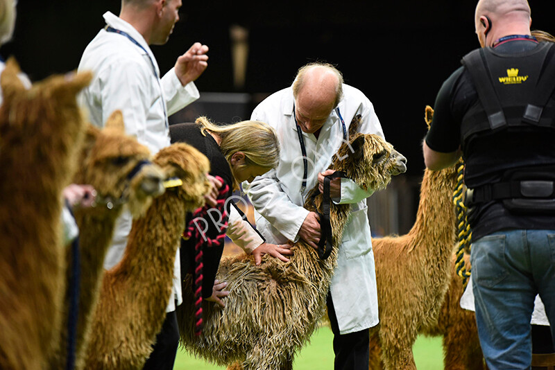 IWM4636 
 BAS National Show 2022 
 Keywords: Surrey Photographer, Alpacas, Suri, Huacaya, BAS National Show 2022, BAS' British Alpaca Society